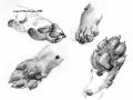 ref-paws1.jpg